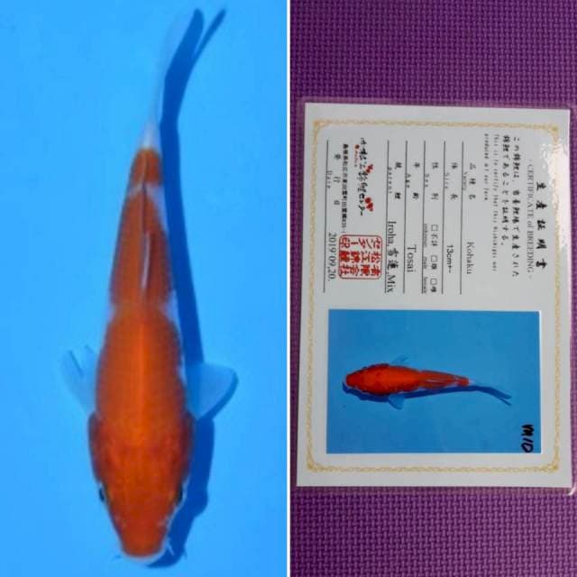 Matsue kohaku 12cm serti