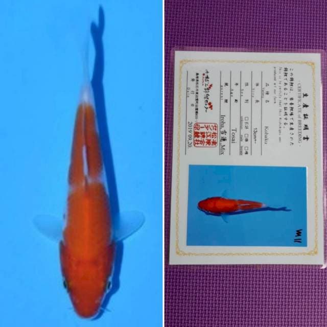 Matsue kohaku 11cm serti