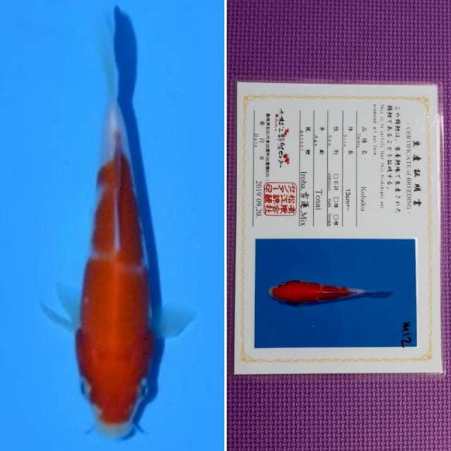 Matsue kohaku 11cm serti
