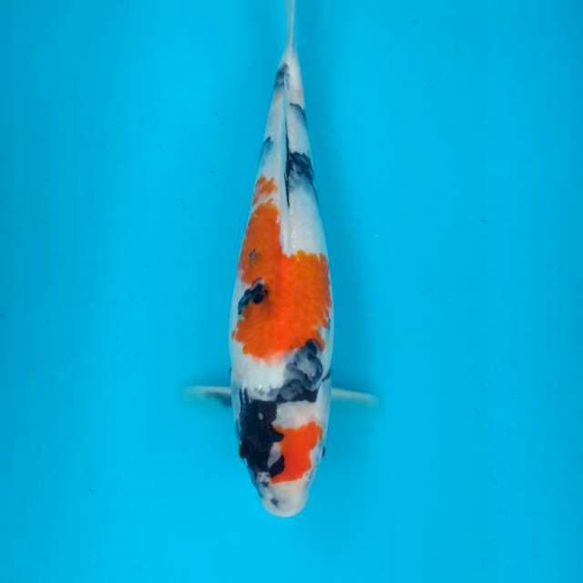 KINDAI SHOWA 30CM BULKY