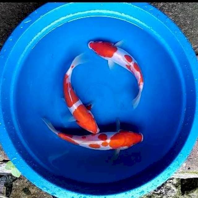 Kohaku doitsu merah merona 3 ekor