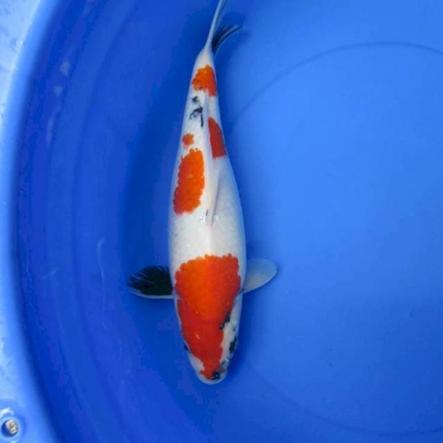 Sansoku35cm