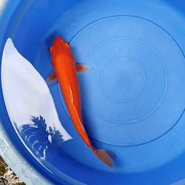 Benigoi 37cm