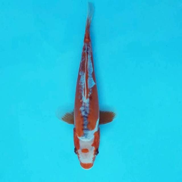 ZUKI 10 - SHUSUI ®