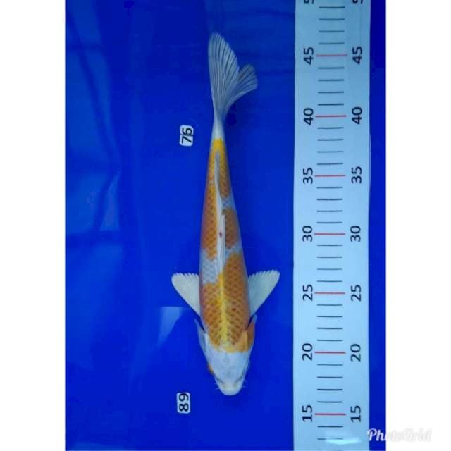 Hariwake