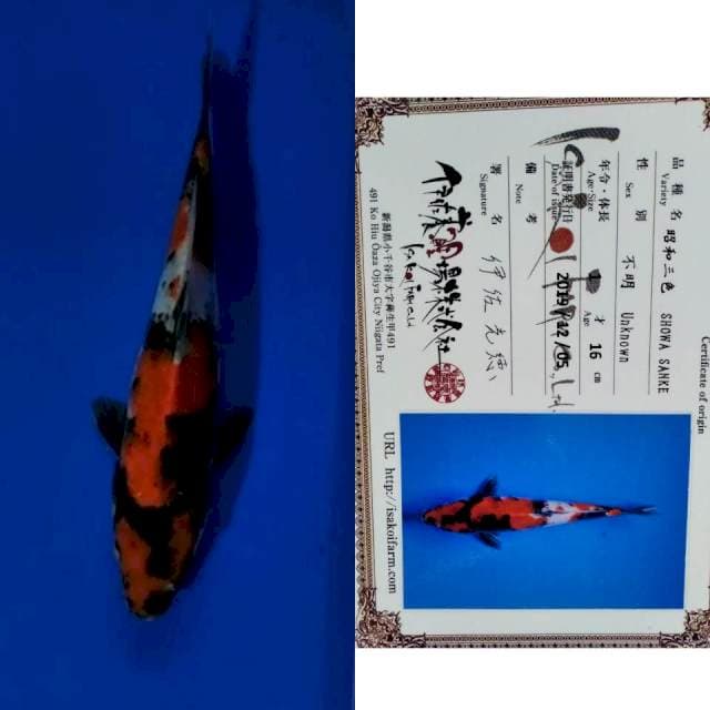 Showa import isa