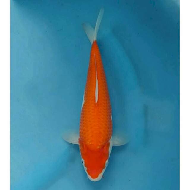 Kohaku Bulky Import non serti