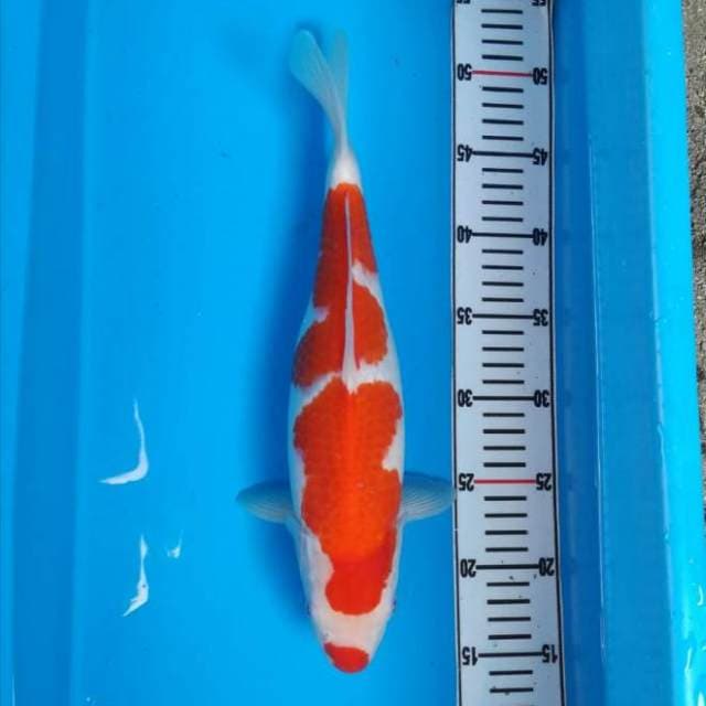 NEAR KOI - 36 cm - KOHAKU - F