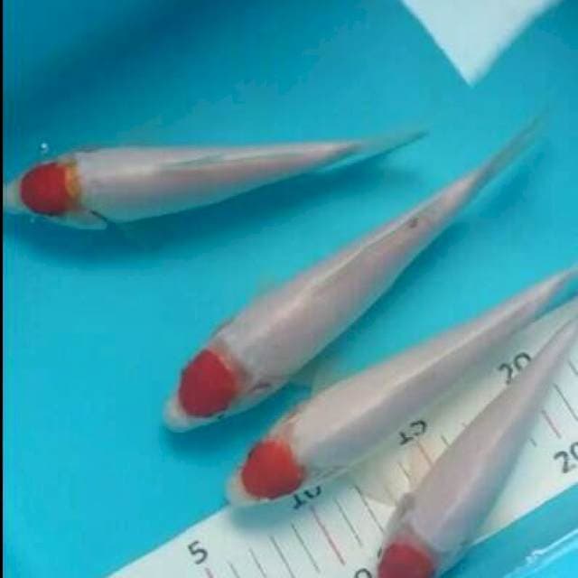 17,20 cm tanco kohaku