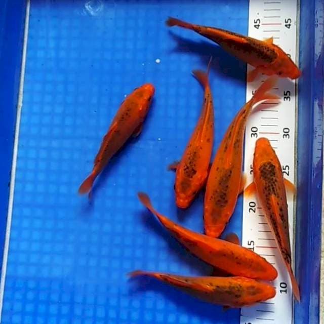 Paket aka matsuba 18-23cm