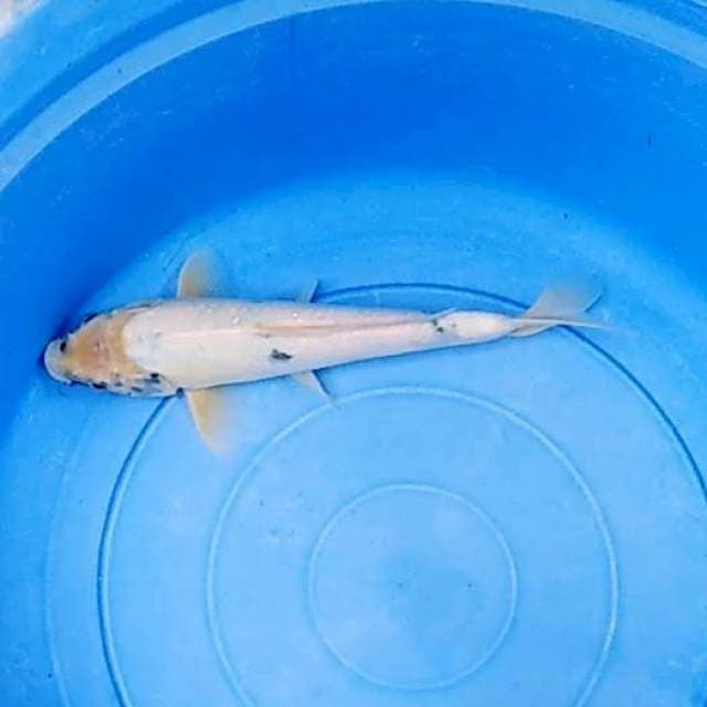 Shiro tategoi 33cm