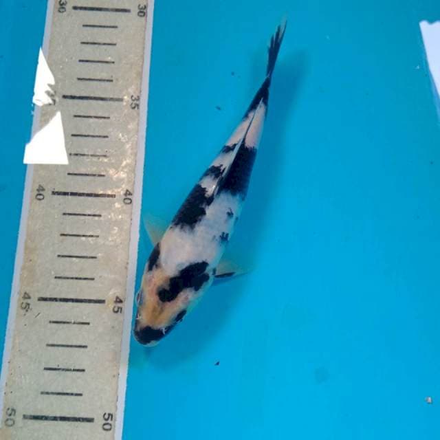 Shiro, 17 cm