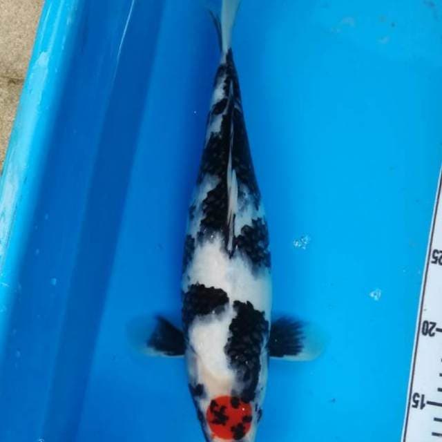 NEAR KOI - 34cm - TANCHO SHOWA - F