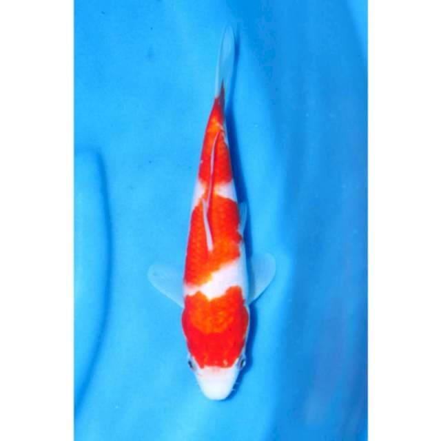 Kohaku
