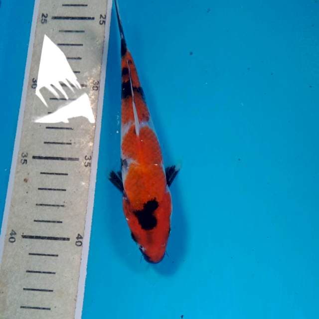 Showa, 17 cm