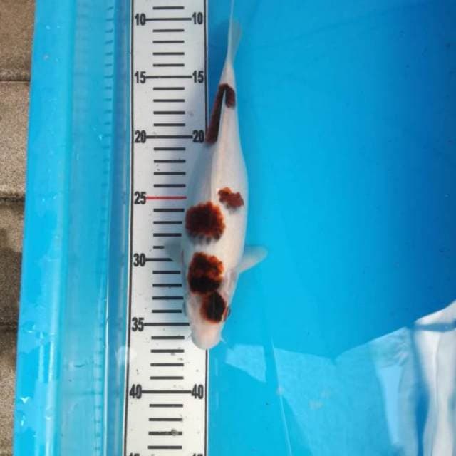 NEAR KOI - 26cm - GOROMO - F