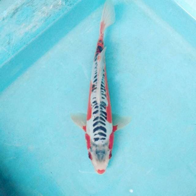 sushui male 24cm