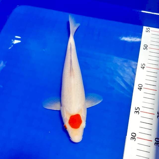 Ory tancho kohaku 28 cm