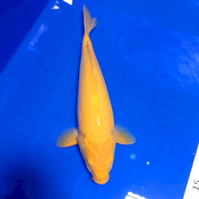 Karashi male 27 cm