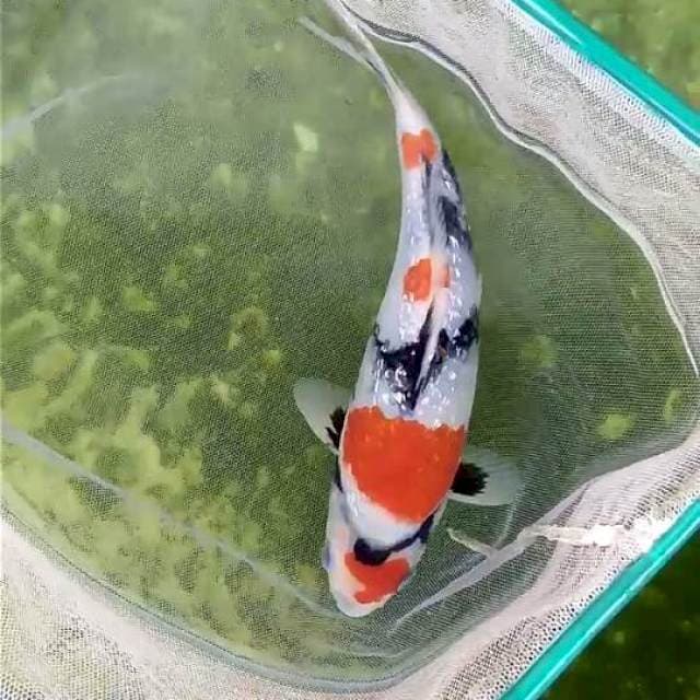 Ginrin Showa 19cm Male