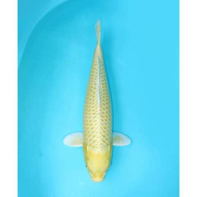 YAMABUKI OGON 48 CM FEMALE