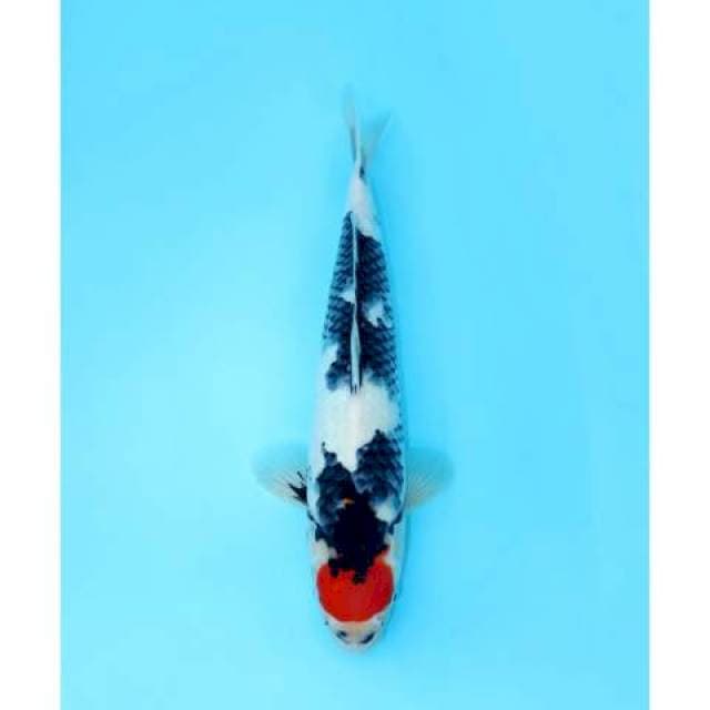TANCHO SHOWA 43 CM FEMALE