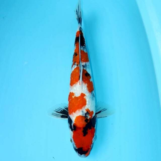 SHOWA GINRIN 40 CM FEMALE