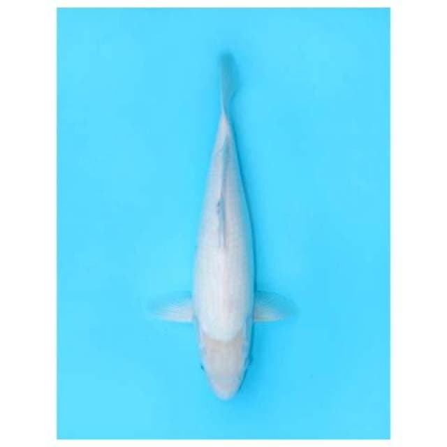 YUKI SHIRO FEMALE 52 CM