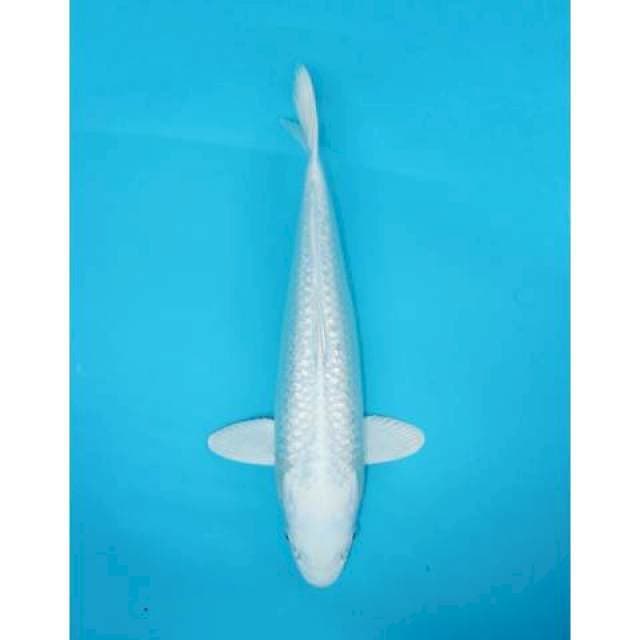 PLATINUM 40 CM FEMALE