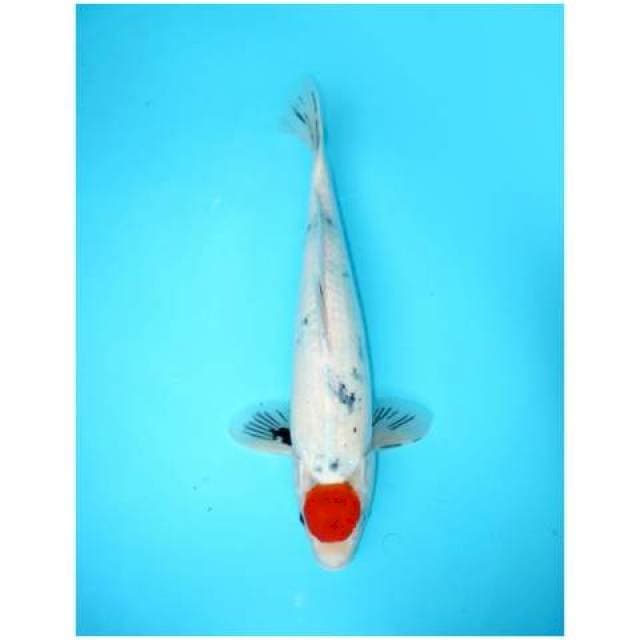 TANCHO SHOWA TATEGOI 46 CM