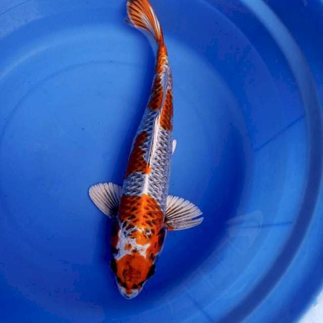 36cm male