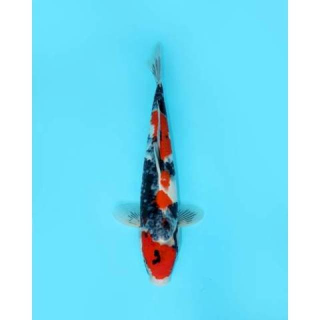 SHOWA SANSHOKU 47 CM