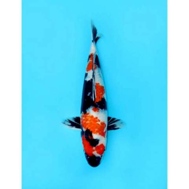 SHOWA SANSHOKU 54 CM FEMALE