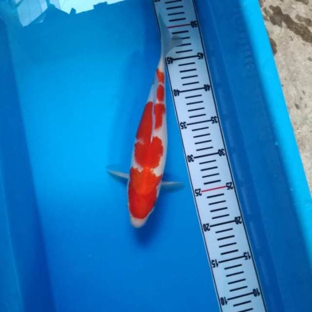 NEAR KOI - 30cm - KOHAKU