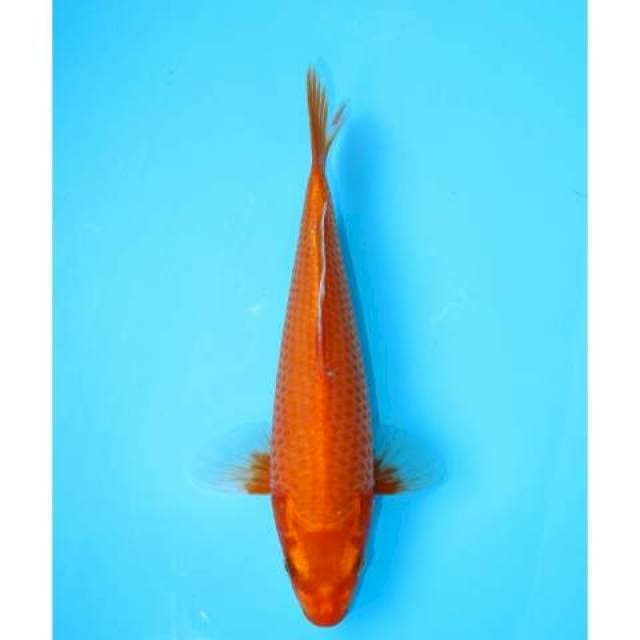 AKA HAJIRO 27 CM FEMALE