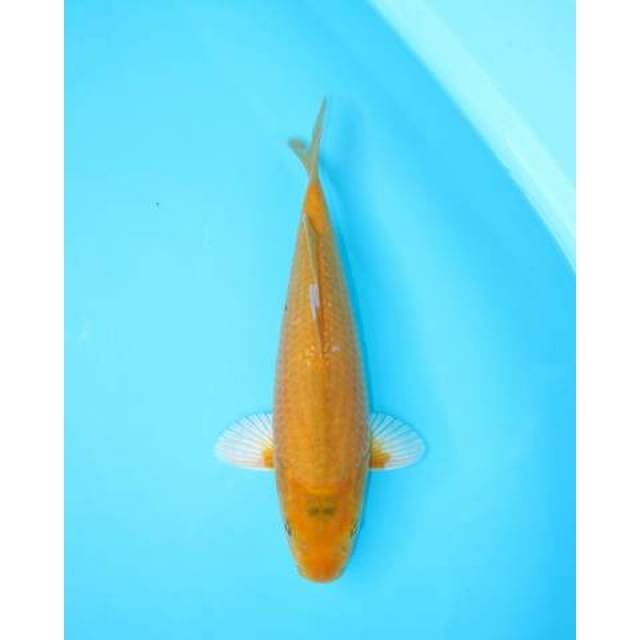 KAWARIMONO 28 CM MALE