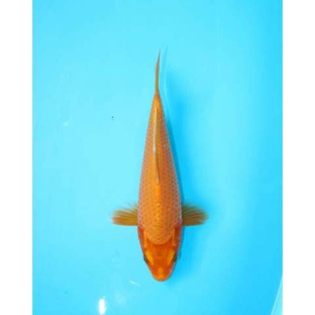 ORENJI OGON 24 CM FEMALE