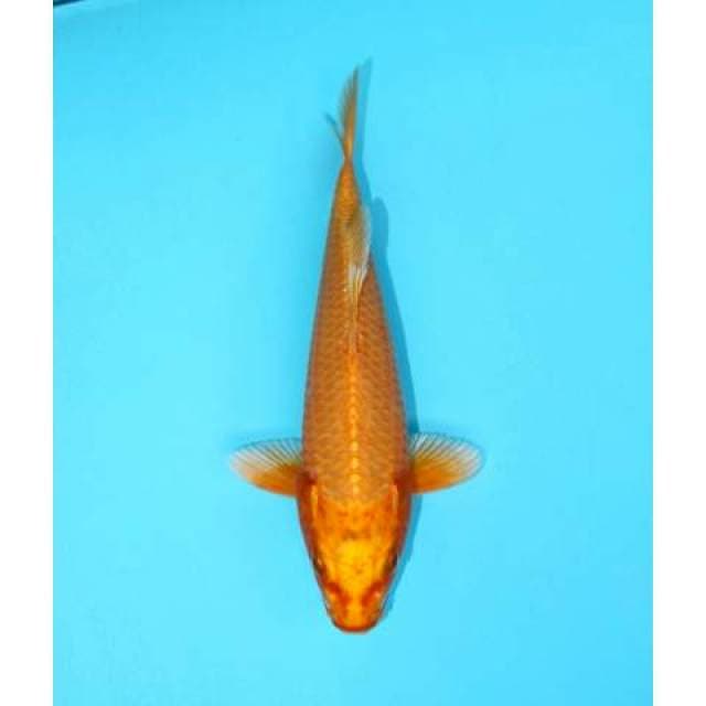 OGON 20 CM MALE