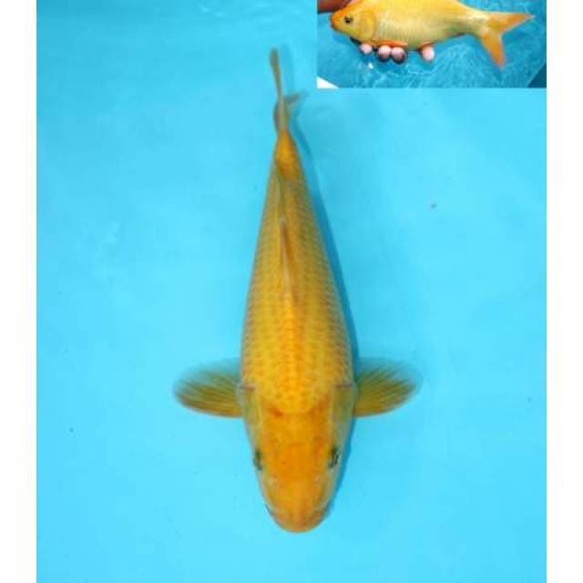 KARASHI 25 CM FEMALE