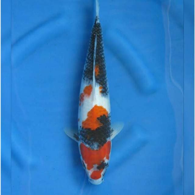 Jumbo Tosai Showa Sanshoku F1 38cm