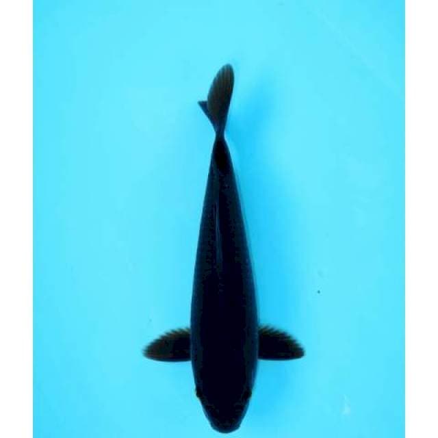 HAJIRO 26 CM MALE