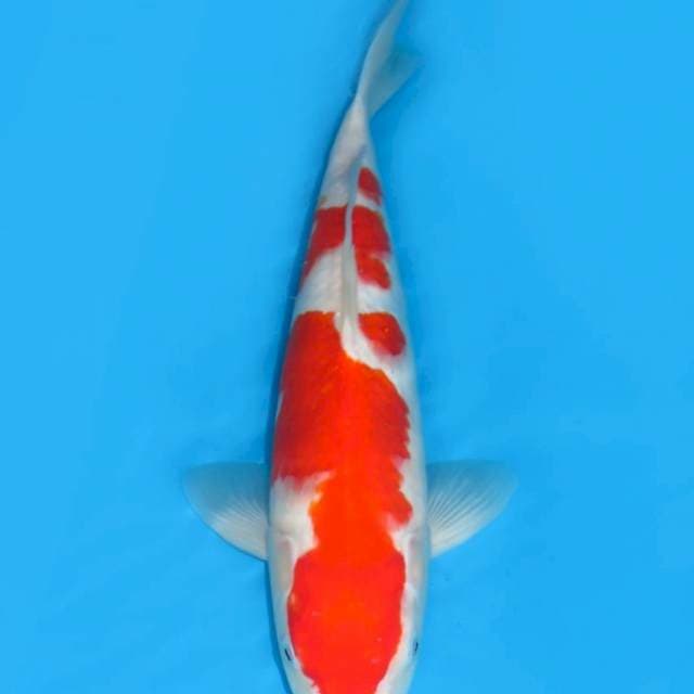 KOHAKU HQ 42cm