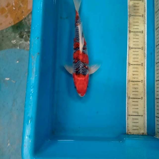 Red Ghosiki