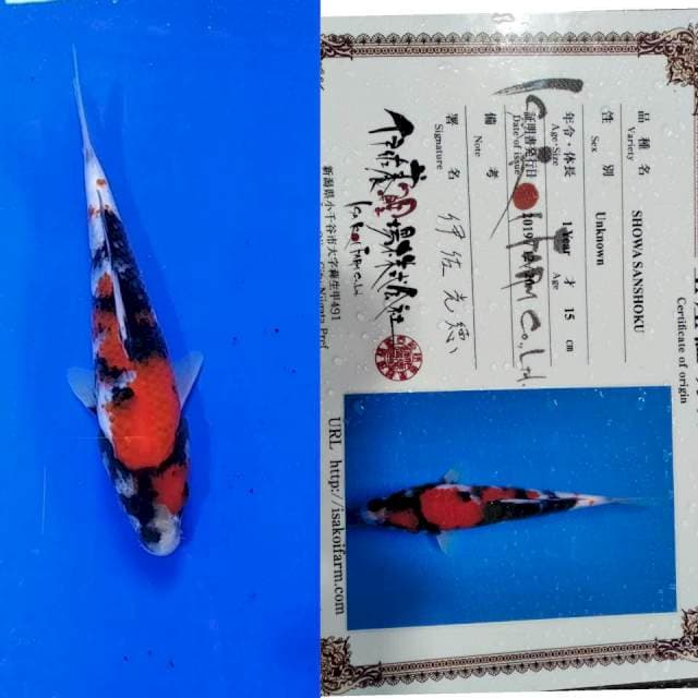 Showa import isa
