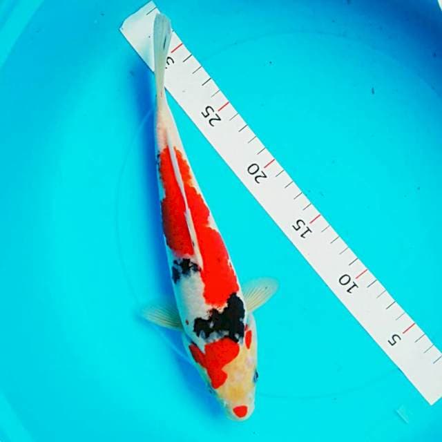 Kuchibeni 25cm