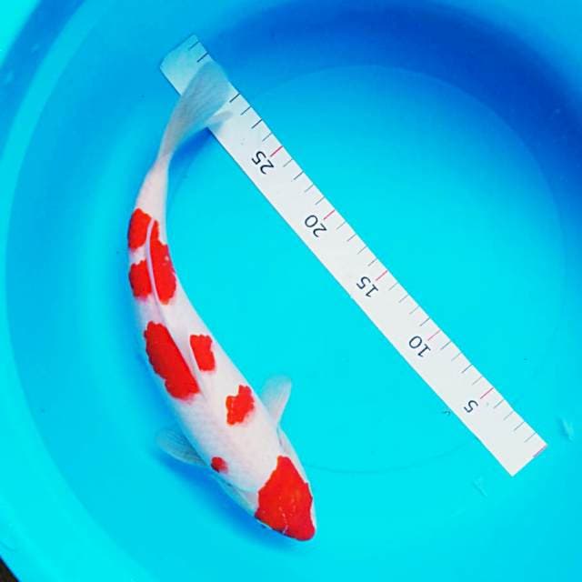 Good Pattern Male 28cm