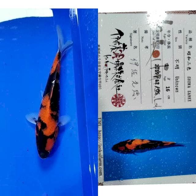 Showa import isa