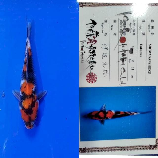 Showa import isa