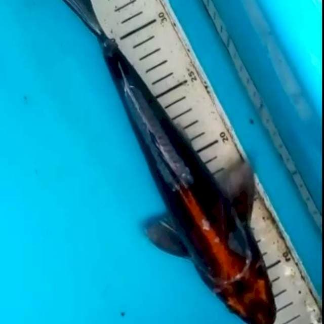 34cm OCHIBA DOITSU