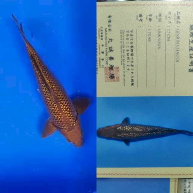Chagoi gingrin import marusei
